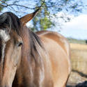 6254   Face of a brown horse