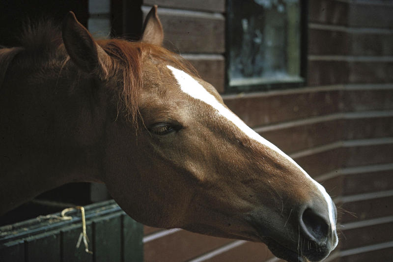 <p>Brown riding horse, Ireland 1975 (originally slide) </p>