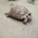 6255   Tortoise walking across dry ground