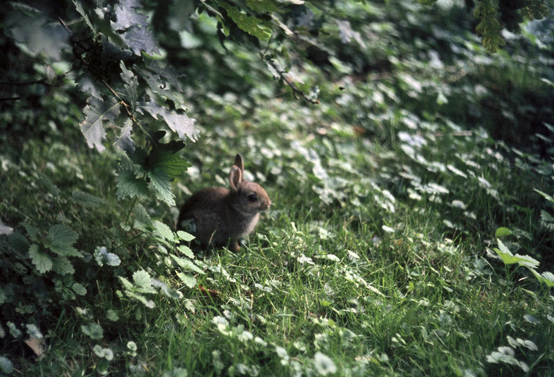 <p>Bunny rabbit at sundown, Amsterdam forest midseventies (originally slide) </p>