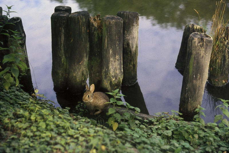 <p>Bunny rabbit, taken by surprise, Amsterdam forest midseventies (originally slide) </p>