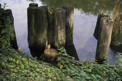 5923   bunny rabbit taken by surprise