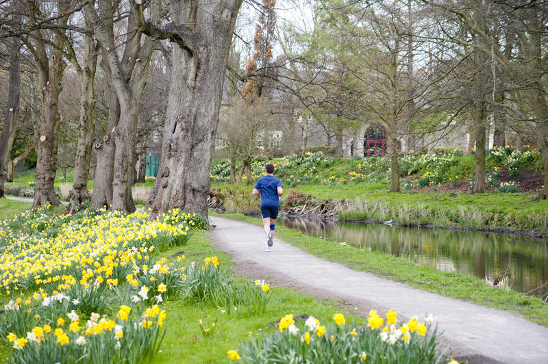 Man running along a pathway in Bute Park, Cardiff, Wales passing a woodland with blooming yellow spring daffodils on one side and a tranquil pond on the other