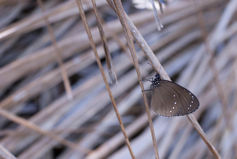 Closeup of a brown butterfly with closed wings perched on a dry grass stalk with copyspace