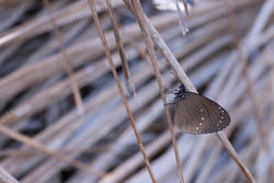 6256   Brown butterfly with closed wings