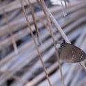 6256   Brown butterfly with closed wings