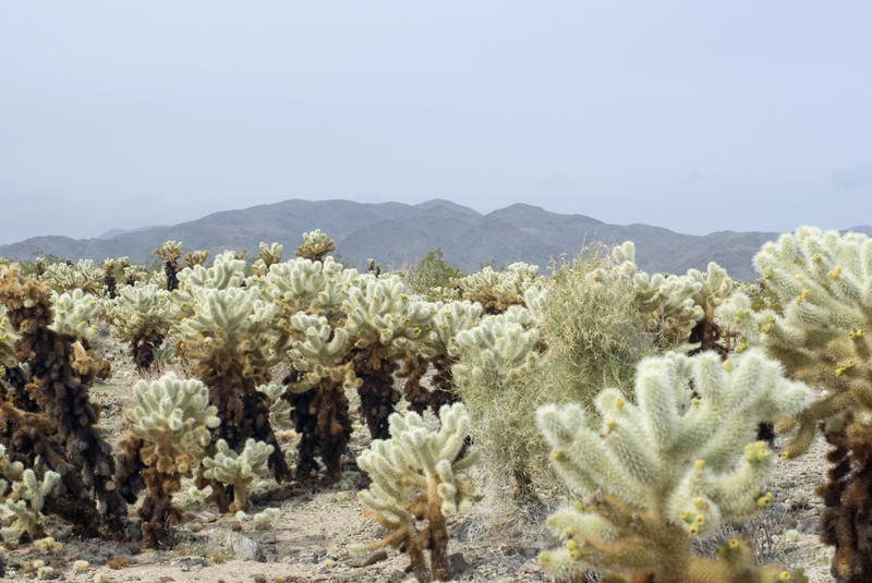 landscape of cacti in the  cholla cactus garden joshua tree national park, california