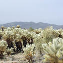 5639   Cactus Garden landscape