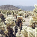 5640   Cactus Garden Details