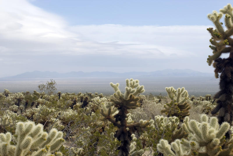cholla cactus landscape, joshua tree national park, california