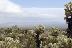 5652   Cholla Cactus Garden Vista