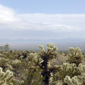 5652   Cholla Cactus Garden Vista
