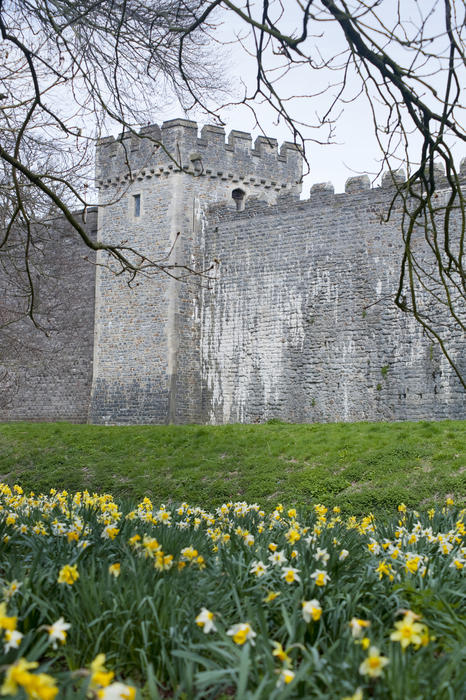 Colourful yellow spring daffodils blooming in the garden at Cardiff Castle with a crenellated wall visible behind, Cardiff, Wales