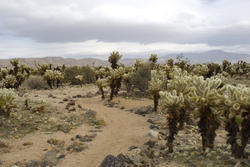 5641   Cactus footpath