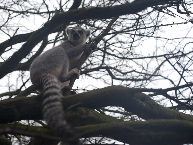 Ring-tailed lemur, Lemur catta, perched high in a tree with its distinctive barred or striped tail hanging downwards