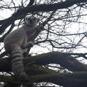 6369   Ring tailed lemur in a tree