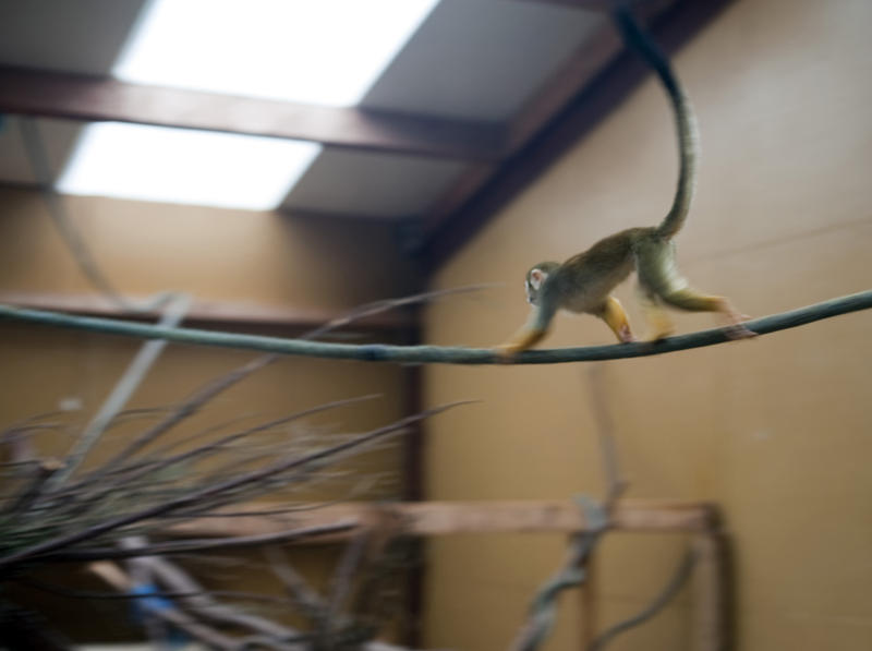 Lonely macaque running across a bar in an enclosure at a zoo