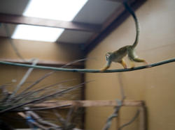6257   Macaque in a zoo