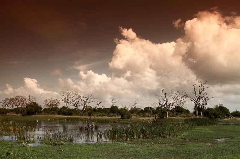Bundala national park, Hambantota, Srilanka,