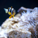 7420   Anemonefish near an anemone