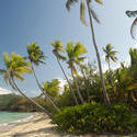 6320   Coconut palms on the seashore