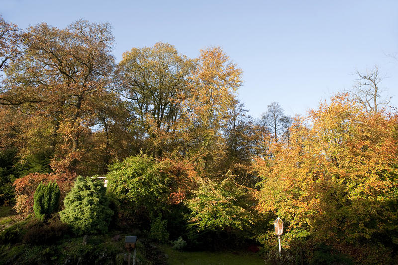 Woodland trees bedecked in their colourful reds and yellows of autumn or fall foliage