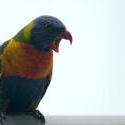 6244   Colourful rainbow lorikeet