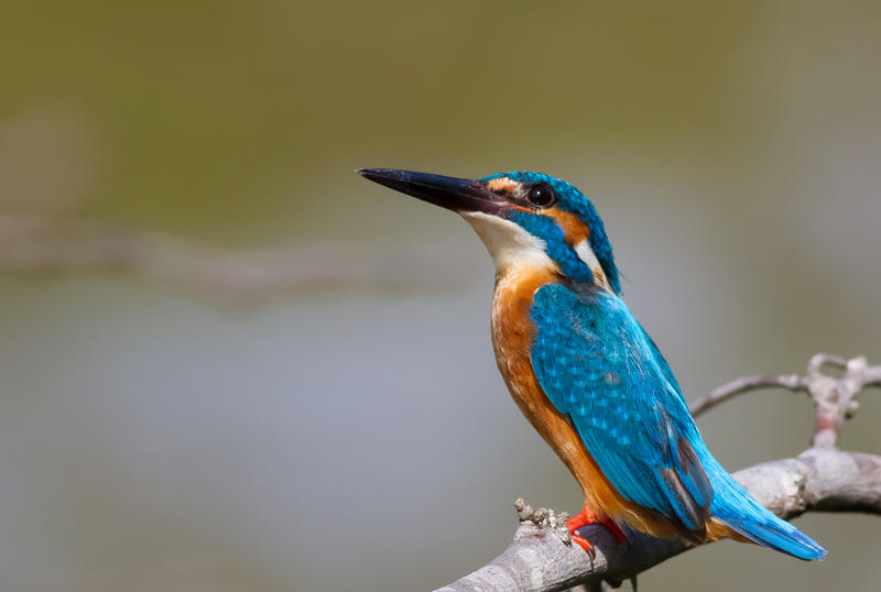 Common Kingfisher in Hambantota, Sri Lanka