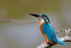 6627   Common Kingfisher