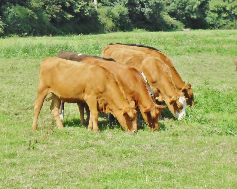 <p>Cows in a line mooing the grass</p>