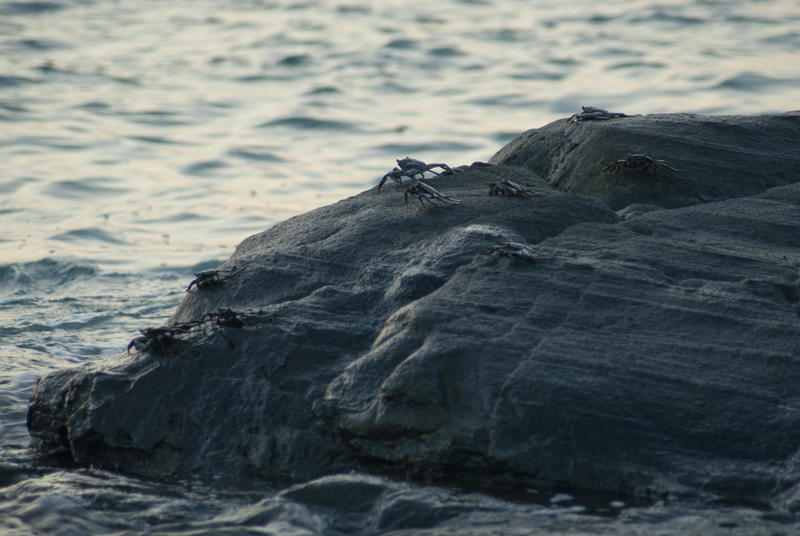 Marine crabs scuttling over rocks in the intertidal zone on the seashore of a Fijian island with copyspace
