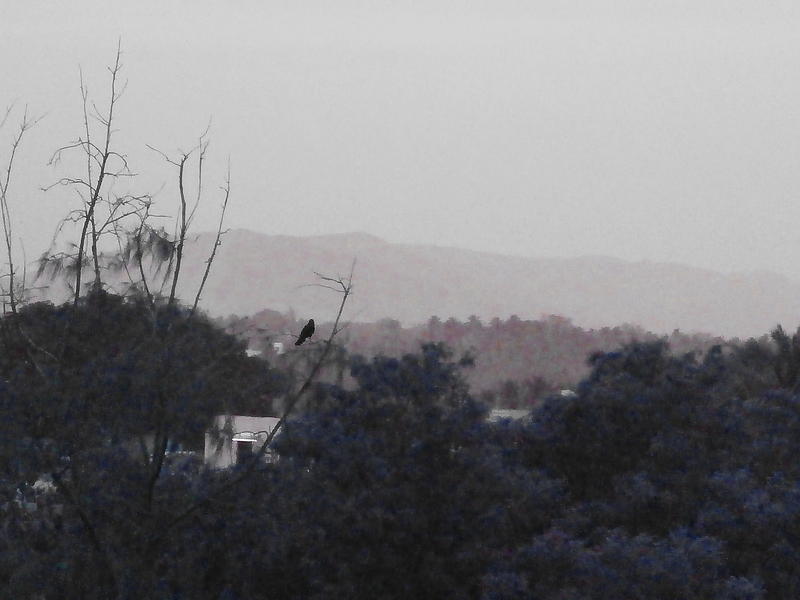 <p>crow sitting on the branch of a tree in the coutryside, with painterly effect</p>