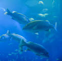 7397   Fish swimming through cyan tinted water