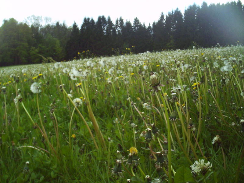 <p>dandelion</p>