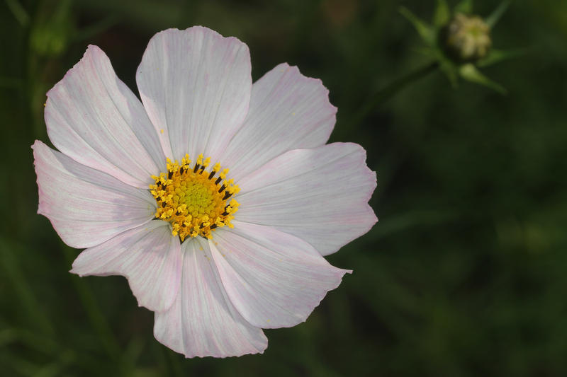 <p>Daspetiya flower</p>Daspethiya flower, taken at Victoria park ,Srilanka