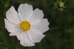 5319   Daspetiya Flower
