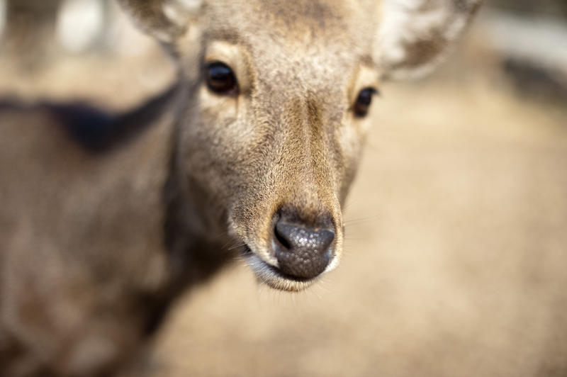 Face of a wild deer roaming around the Kasuga Shrine, Nara, Japan