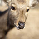 5955   Nara deer