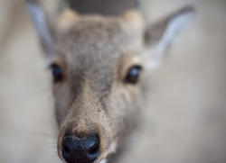 5956   Deer Macro