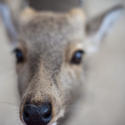 5956   Deer Macro