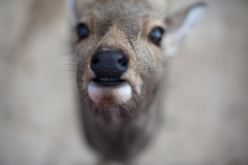 close up image focusing on the nose of a wild deer