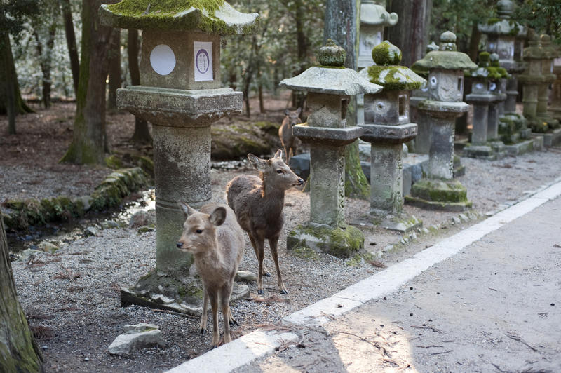 Tachi-doro stone lanterns and wild deer at the Kasuga Taisha Shrine complex, Nara, japan