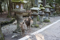 5958   Kasuga Taisha Deer