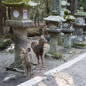 5958   Kasuga Taisha Deer
