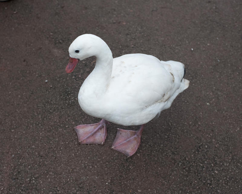 High angle view of web-footed white domestic goose kept either as a pet or farm animal standing on dry ground