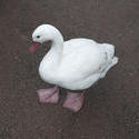 6246   White domestic goose