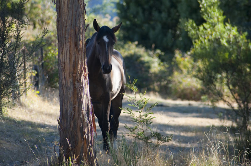 Lonely brown horse sheltering behind the trunk of a tree in wooded countryside