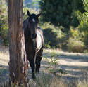 6393   Lonely brown horse