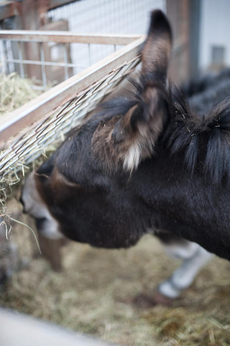 Closeup angled headshot of a small domestic donkey feeding at a manger eating hay