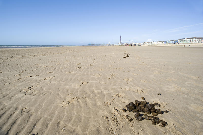 Conceptual image of donkey rides on Blackpool beach with a pile of fresh turd lying on the wet beach sand